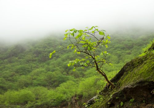 mist_plant_tree_bush_nature_travel_world_oman-130219.jpg!d