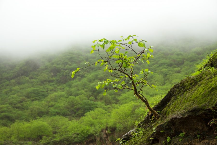 mist_plant_tree_bush_nature_travel_world_oman-130219.jpg!d