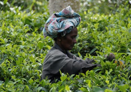 sri_lanka_tea_harvest_tea_plantation_tee-1225177.jpg!d
