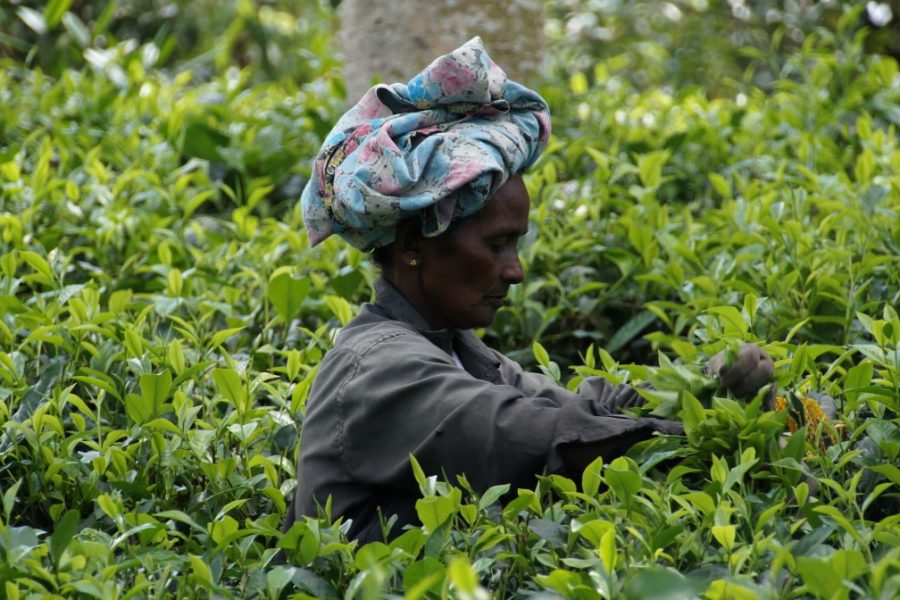 sri_lanka_tea_harvest_tea_plantation_tee-1225177.jpg!d
